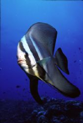 Inquisitive Batfish cruising over the reef by Richard Smith 